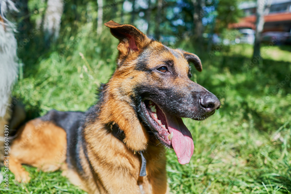 One year old German Shepherd puppy lies on the background of green nature One year old German Shepherd puppy lies on the background of green nature