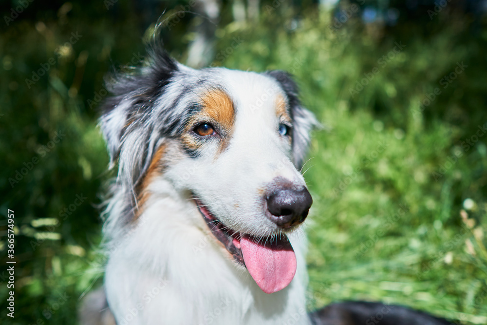 Portrait of an Australian Shepherd with rare ocular heterochromia. One eye is light blue, the other brown. The dog sits on green grass on its hind legs and looks at the camera