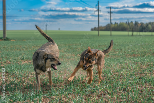 Stray dogs run across the green field.