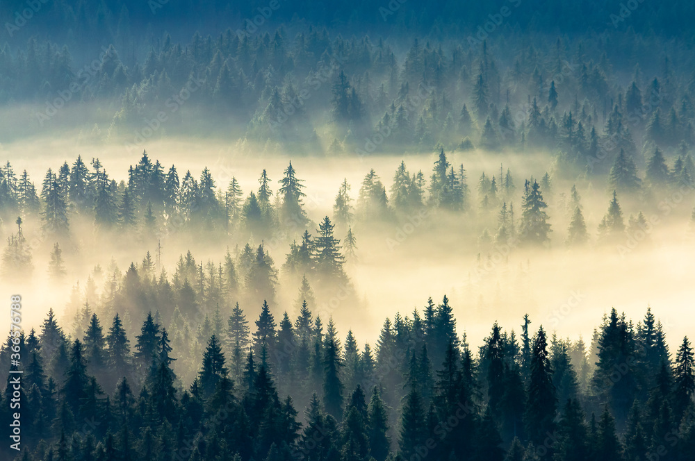 misty nature background. fog in the mountain valley. landscape with coniferous forest view from the top of a hill. fantastic glowing scenery
