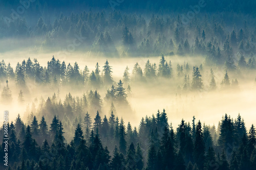 misty nature background. fog in the mountain valley. landscape with coniferous forest view from the top of a hill. fantastic glowing scenery