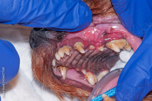 A lot of tartar/calculus dental in the dog on the corner teeth