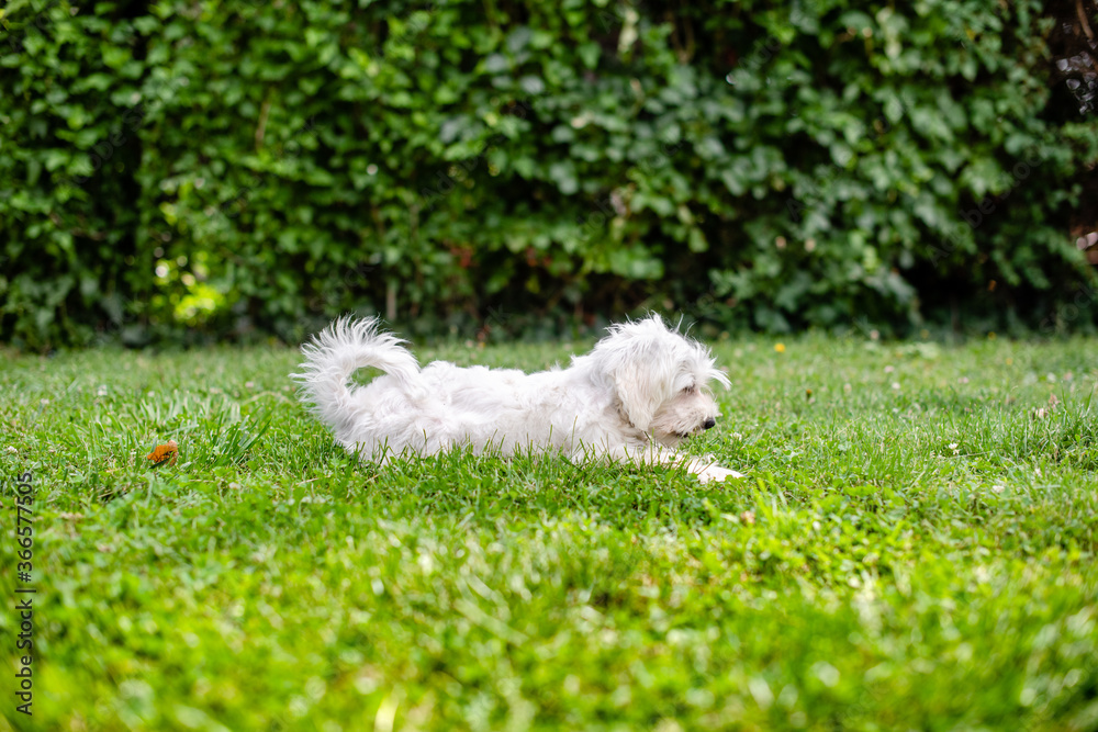 White puppy is playing outside White puppy is playing outside