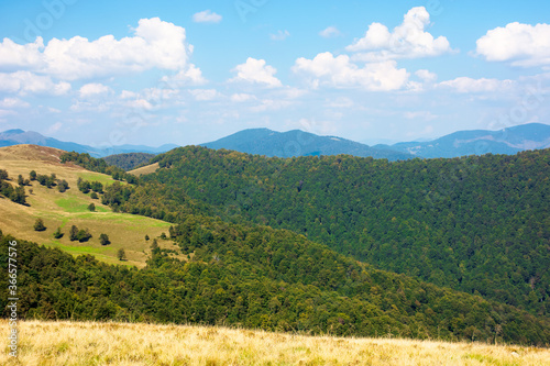 beech forest on the hills. wonderful landscape of carpathian mountains on a sunny day in august. meadow in yellow grass