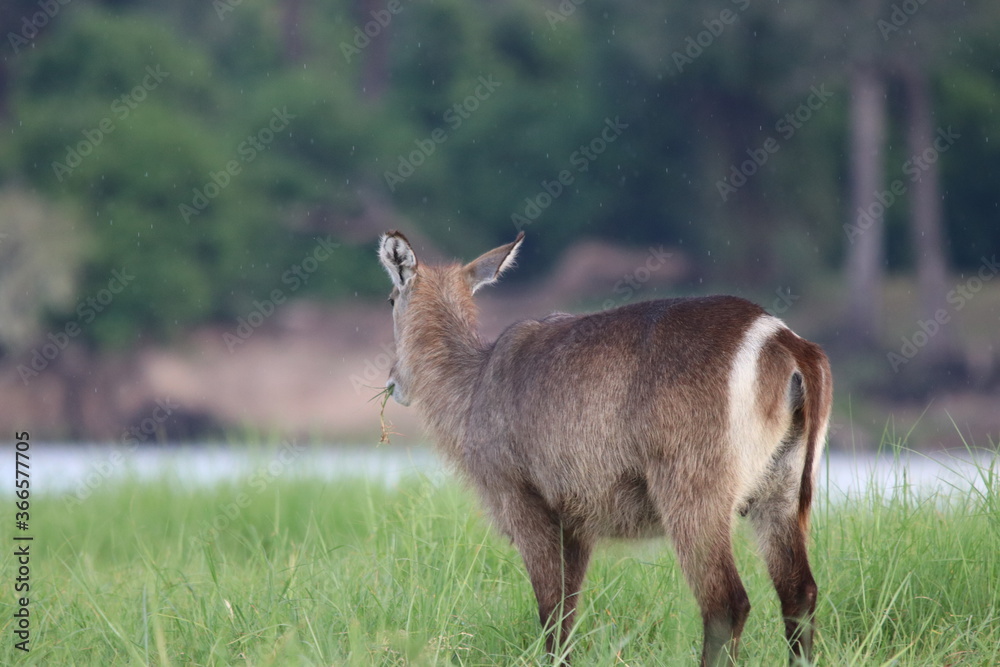 Wild African Waterbuck with baby by the Chobe River in Botswana Wild African Waterbuck with baby by the Chobe River in Botswana