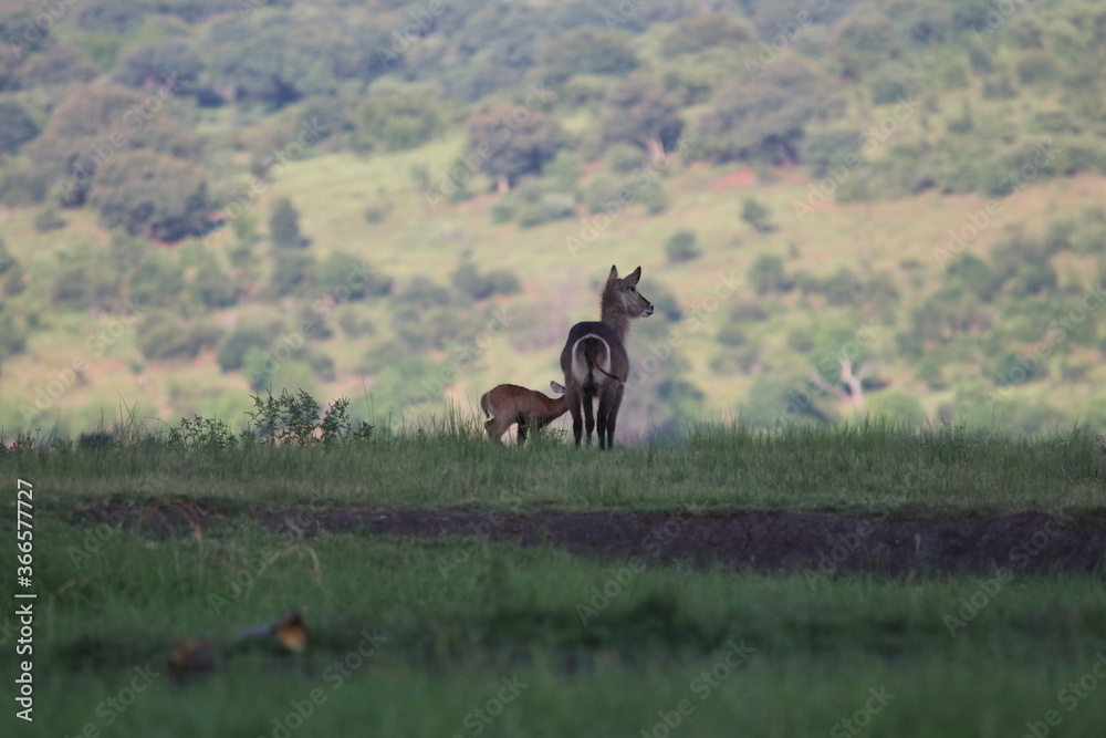 Wild African Waterbuck with baby by the Chobe River in Botswana Wild African Waterbuck with baby by the Chobe River in Botswana