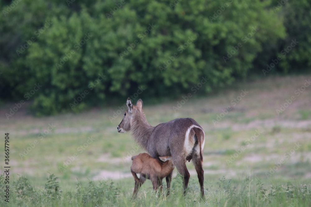 Wild African Waterbuck with baby by the Chobe River in Botswana Wild African Waterbuck with baby by the Chobe River in Botswana
