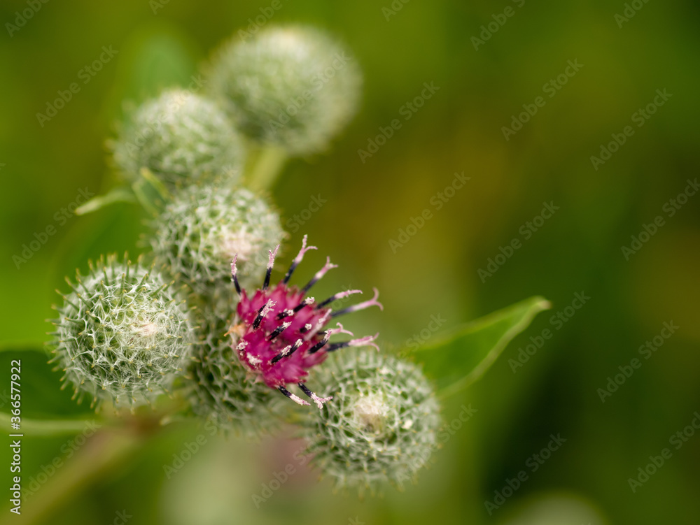 Burdock flower and thorns. Macro photo. Burdock flower and thorns. Macro photo.