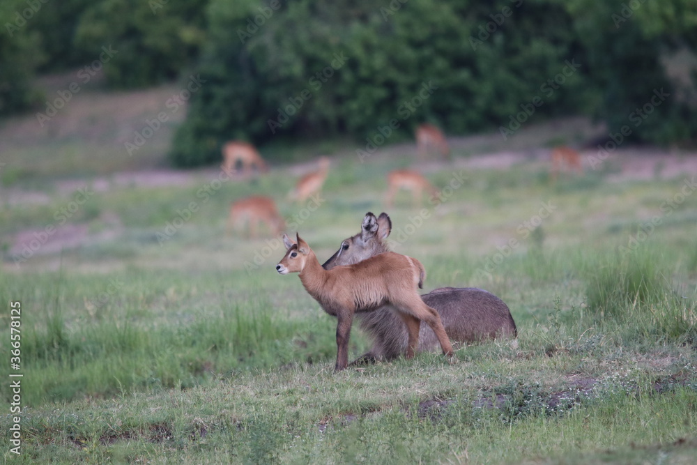 Wild African Waterbuck with baby by the Chobe River in Botswana Wild African Waterbuck with baby by the Chobe River in Botswana