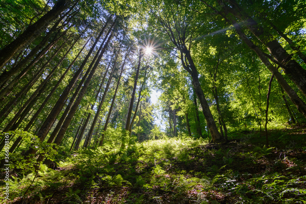 sunlight in the magestic forest. Wideangle forest shot sunlight in the magestic forest. Wideangle forest shot
