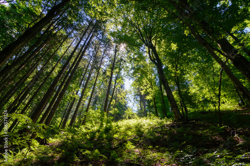 Fototapeta Naklejka Na Ścianę i Meble -  sunlight in the magestic forest. Wideangle forest shot 