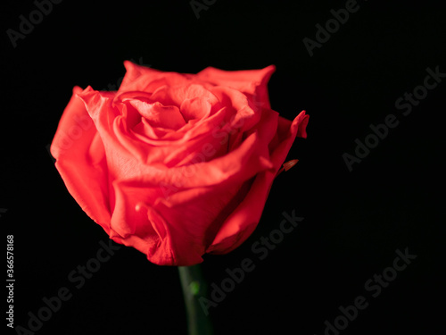Red rose flower on a black background.