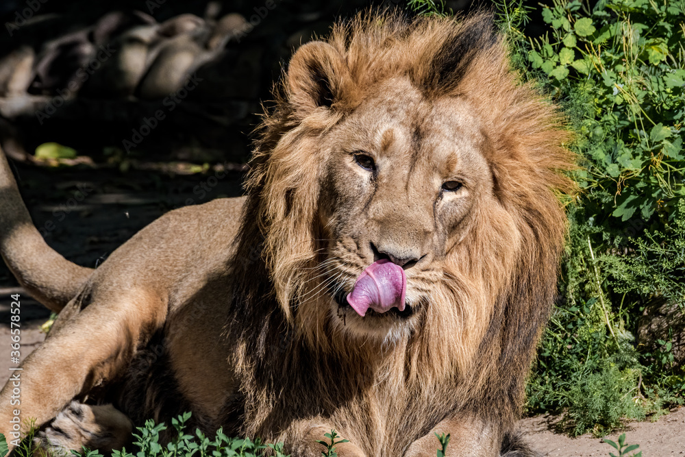 Fototapeta premium Asiatic Lion (Panthera leo persica)
