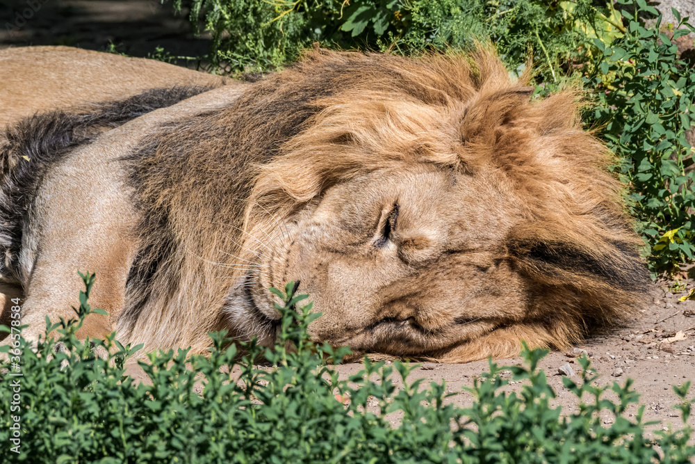 Naklejka premium Asiatic Lion (Panthera leo persica)
