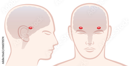 Amygdala. Profile and frontal view with location of pair of amigdalas in a human brain. Isolated vector illustration on white background.
