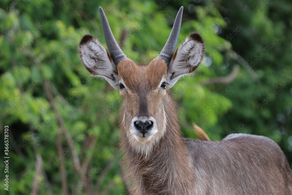 Fototapeta premium Wild African Waterbuck with baby by the Chobe River in Botswana
