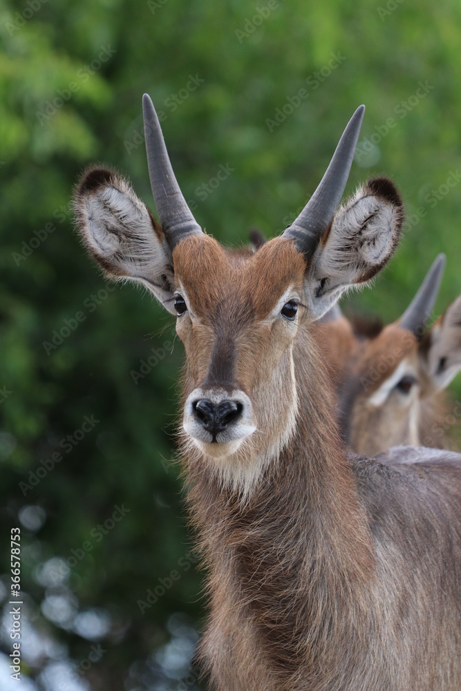 Wild African Waterbuck with baby by the Chobe River in Botswana