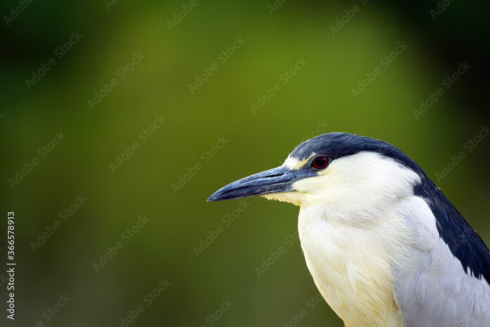 Black-capped Night Heron