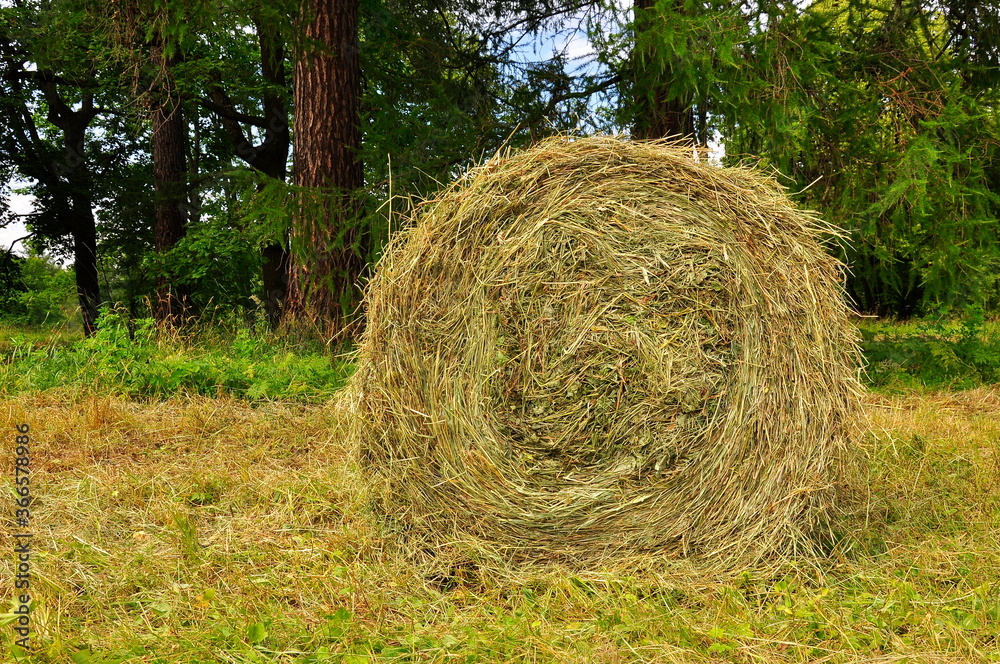 A stack of dry hay rolled into a roll in the field. A stack of dry hay rolled into a roll in the field.