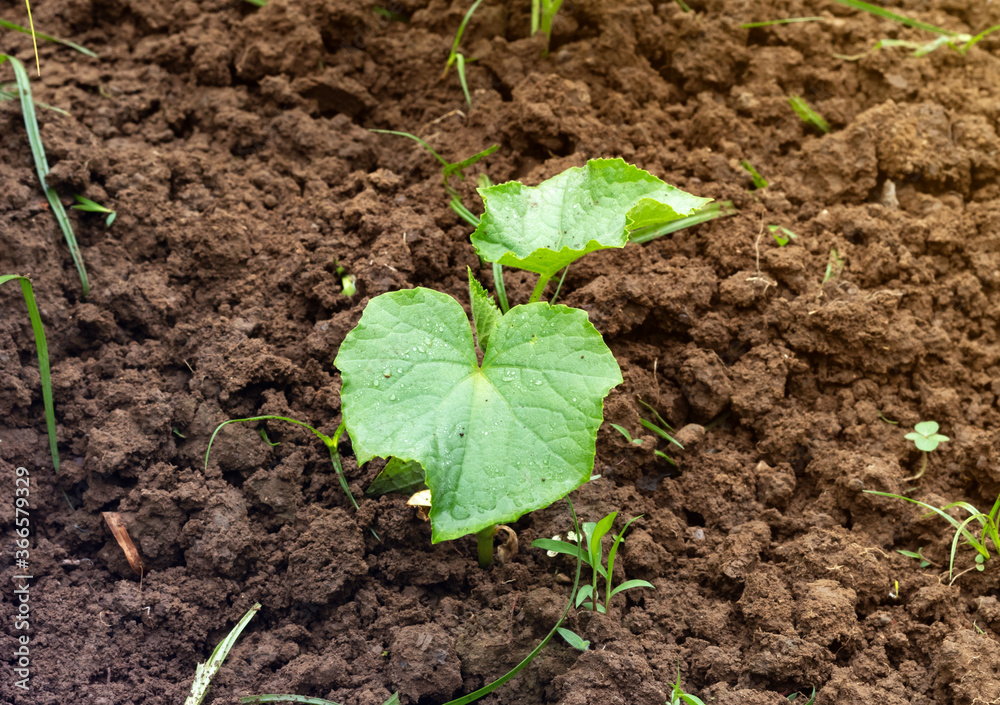 Cucumber seedling plants. A young stalk of cucumber with several leaves grows in the ground in a greenhouse. View from above. Cucumber seedling plants. A young stalk of cucumber with several leaves grows in the ground in a greenhouse. View from above.