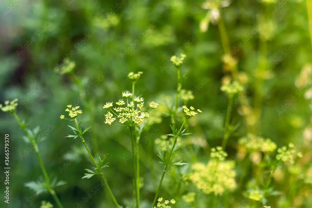 Close up of blooming dill flowers in garden. Yellow flowers of dill (Anethum graveolens) Close up of blooming dill flowers in garden. Yellow flowers of dill (Anethum graveolens)