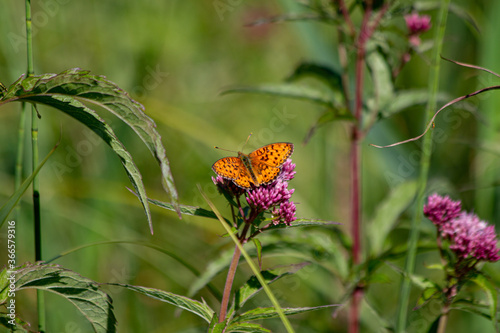 Orange butterfly in a meadow on a flower