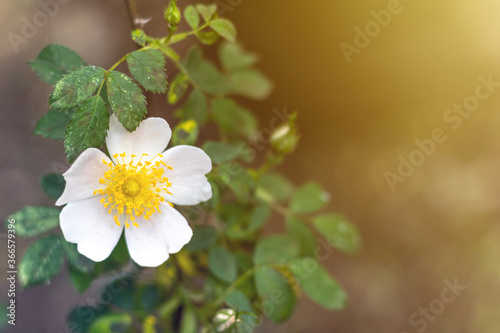 Beautiful blooming wild rose bush (dog rose, Rosa canina). Flowers of white dog-rose rosehip growing in nature