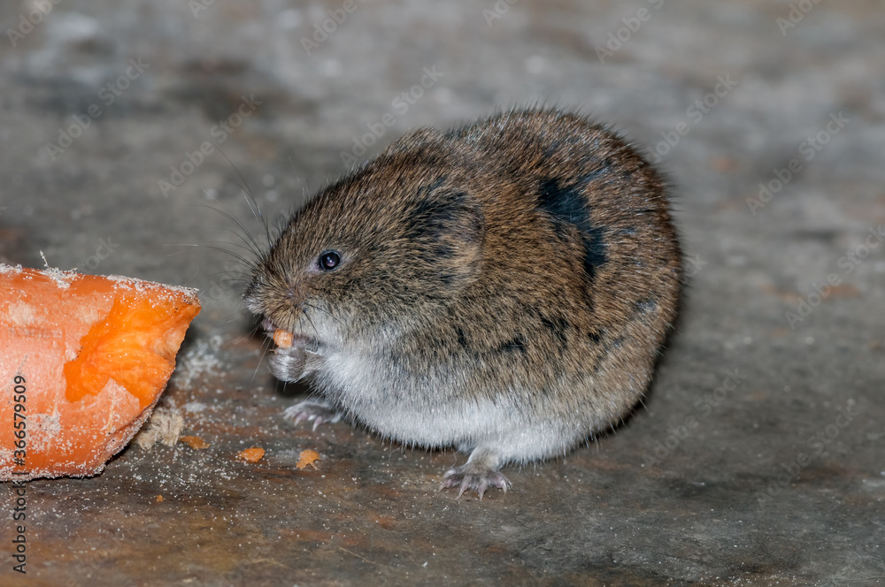 Tundra Vole (Microtus oeconomus) on Barents Sea coast, Timan tundra, Arctic,Russia Tundra Vole (Microtus oeconomus) on Barents Sea coast, Timan tundra, Arctic,Russia