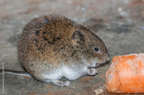 Tundra Vole (Microtus oeconomus) on Barents Sea coast, Timan tundra, Arctic,Russia photo