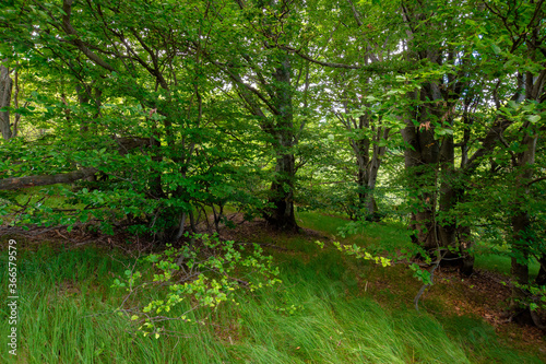 green beech forest in summer. wonderful nature background. lush foliage. glade in the shade of trees