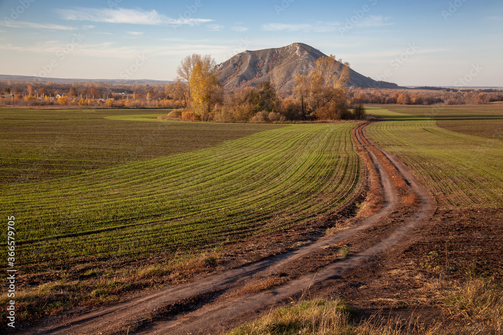 Autumn field sown before winter. Green shoots form a striped pattern against the backdrop of a solitary mountain and trees with yellow foliage. Autumn field sown before winter. Green shoots form a striped pattern against the backdrop of a solitary mountain and trees with yellow foliage.