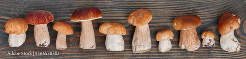 Forest edible mushrooms. Freshly picked boletus on a wooden background. Selective focus, top view, banner