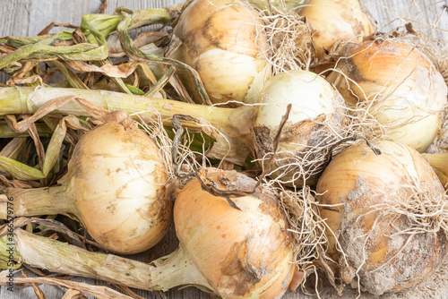 Freshly Unearthed Harvest Of Sweet White Onions