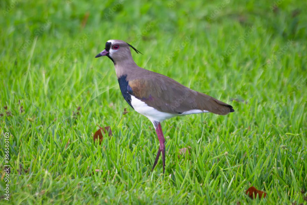 Southern lapwing bird (Vanellus chilensis) Southern lapwing bird (Vanellus chilensis)