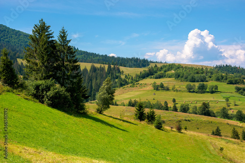 rural fields on a sunny summer day. trees on the grassy hills. beautiful countryside scenery of carpathian mountains. fluffy clouds on the blue sky