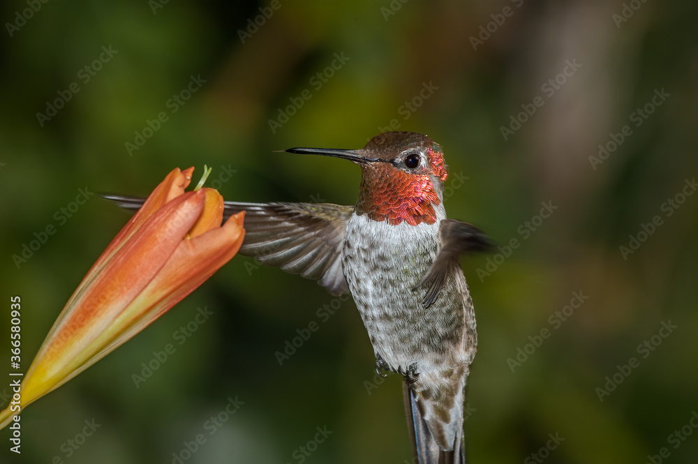 Fototapeta premium Anna's Hummingbird (Calypte anna) male in garden, Los Angeles, California, USA