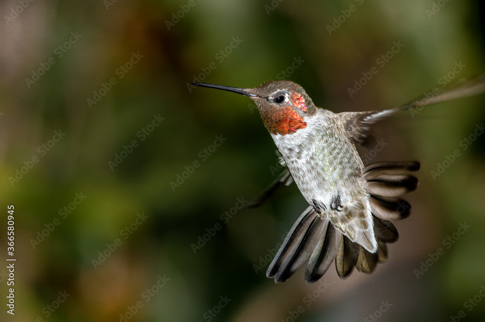 Fototapeta premium Anna's Hummingbird (Calypte anna) male in garden, Los Angeles, California, USA