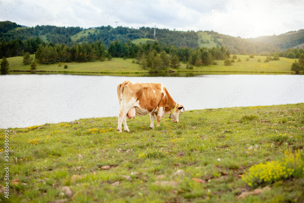 A cow grazing the grass