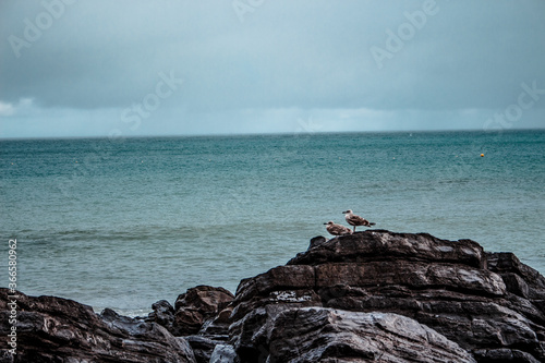 Seagulls on a rock.