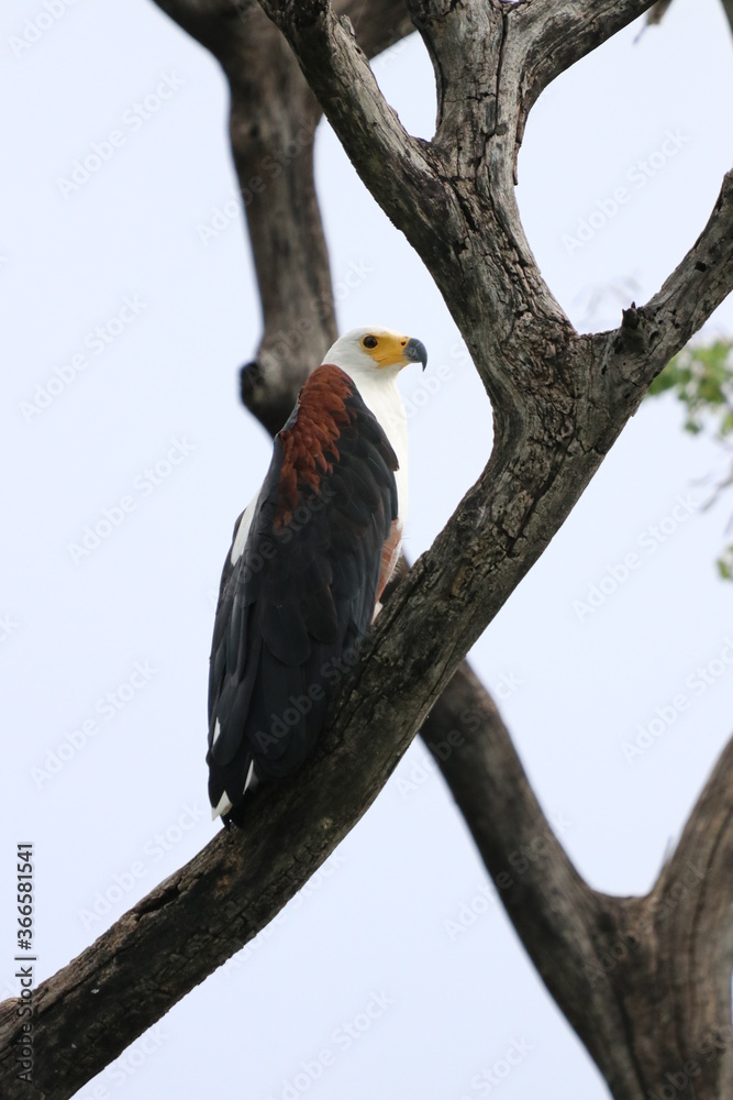 African Fish Eagles by the Chobe River in Botswana African Fish Eagles by the Chobe River in Botswana