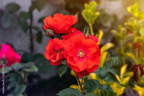 red rose shown from above. top view green bush. Background with many red summer flowers.