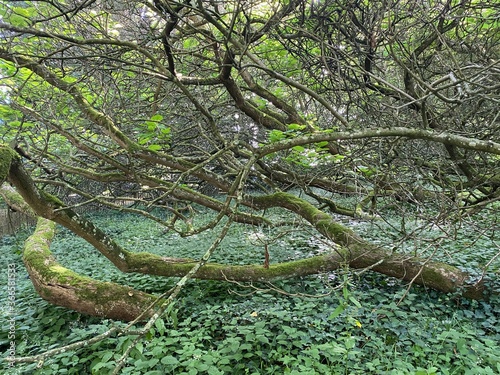 Southern catalpa, Cigartree, Indian-bean-tree, Trumpet tree, Catalpa bignonioides or Trompetenbaum - Constance, Germany or Konstanz, Deutschland photo