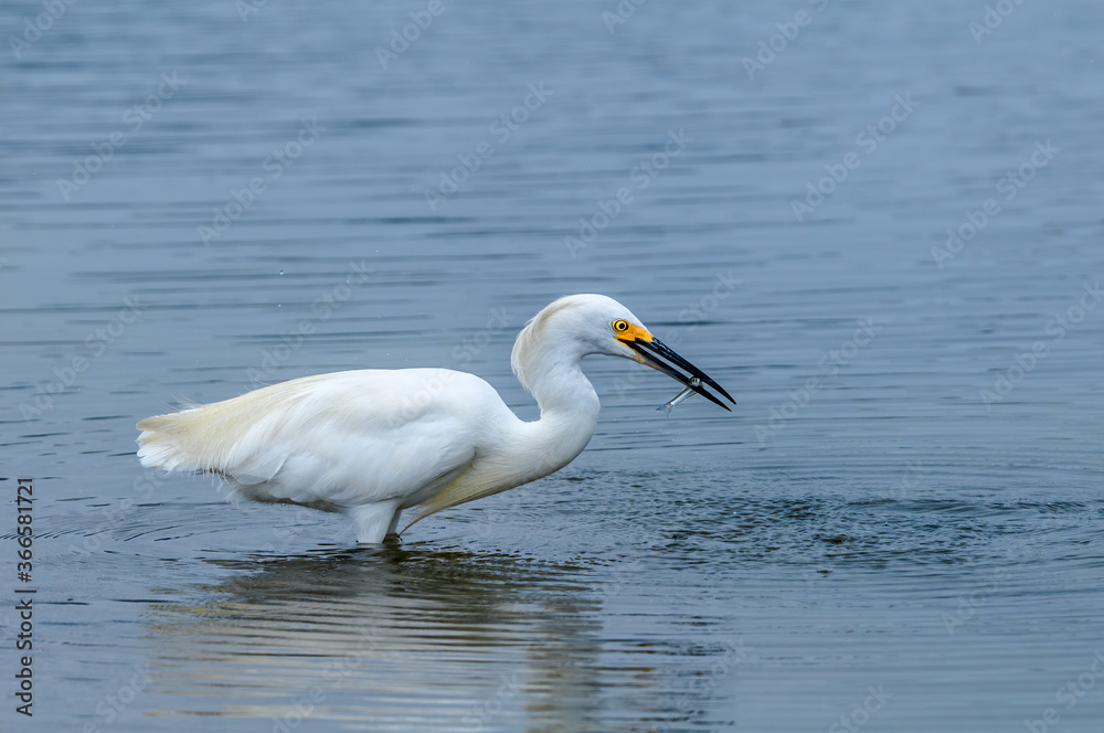 Snowy Egret (Egretta thula) in Malibu lagoon, California, USA Snowy Egret (Egretta thula) in Malibu lagoon, California, USA