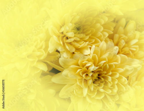 colorful chrysanthemum flowers with yellow ccolored blur  filtered natyre background