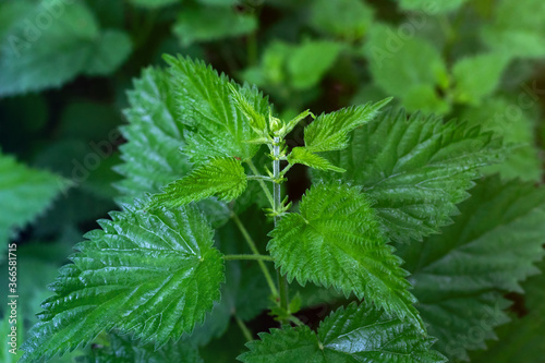 Urtica dioica or nettle in garden. Stinging nettle, medicinal plant used as bleeding, diuretic, antipyretic, wound healing, antirheumatic agent.