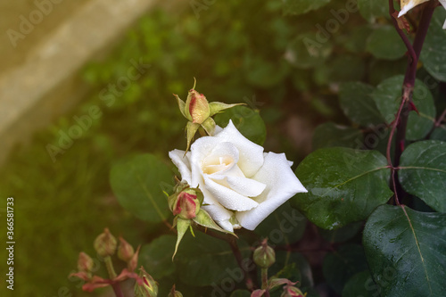 flowering bush of a rose blooming in white flowers. buds of roses were blooming on a bush in a garden.