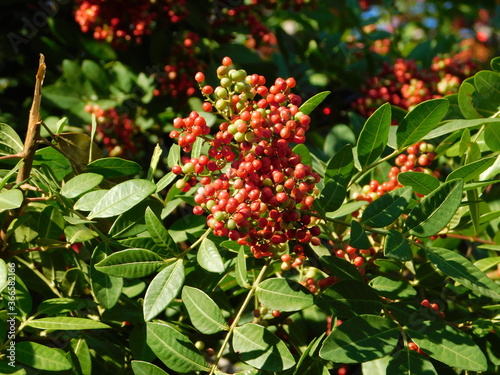 Fruit of the mastic tree, or Pistacia lentiscus, in Attica, Greece