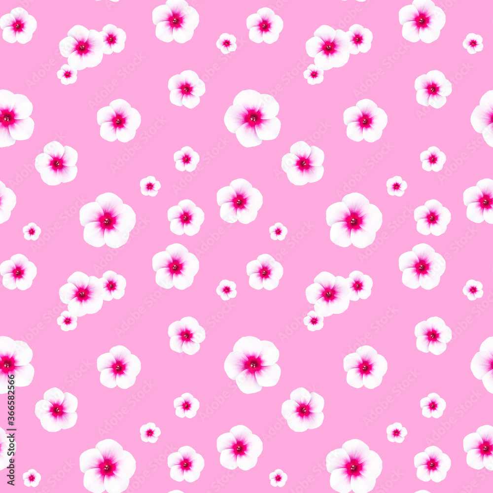 Seamless pattern with bright white-pink phlox flowers on pink background