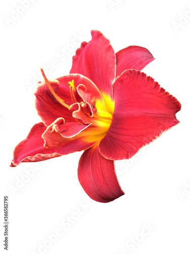 Red daylily flower isolated on white background