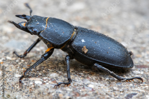 Stag Beetle (Lucanus cervus) © chillingworths